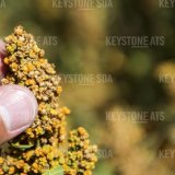 Comme les consommateurs dédaignaient le quinoa indigène pour des raisons de prix, IP Suisse a mis fin au programme correspondant (archives). KEYSTONE / JEAN-CHRISTOPHE BOTT